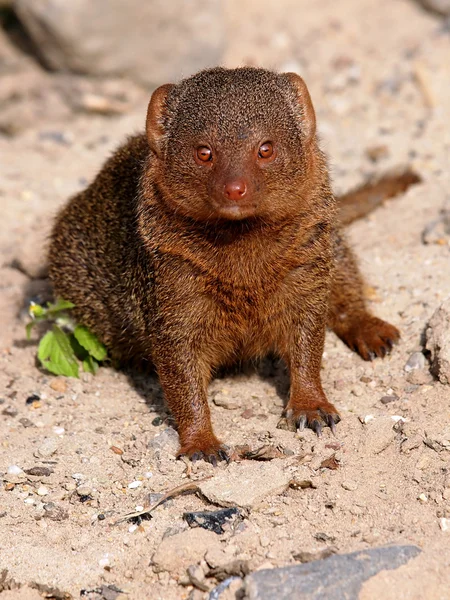 Dwarf Mongoose — Stock Photo, Image