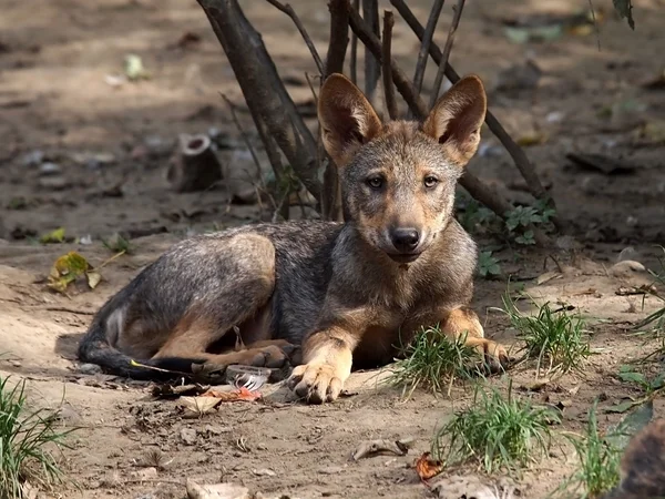 Young wolf in the nature — Stock Photo, Image