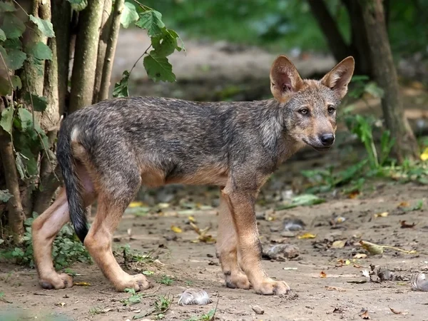 Jonge wolf in de natuur — Stockfoto