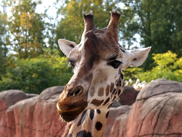 Close-up Jirafa joven — Foto de Stock