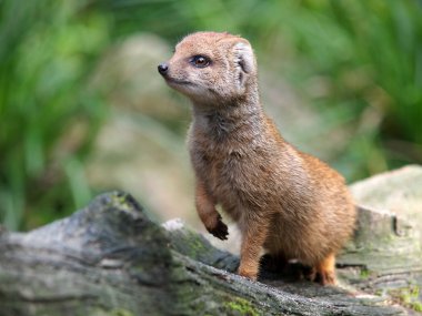 Close-up of a lovely Mongoose clipart