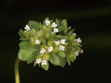 Beyaz çiçekleri kapatın.