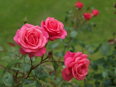 Bahçede pembe güller