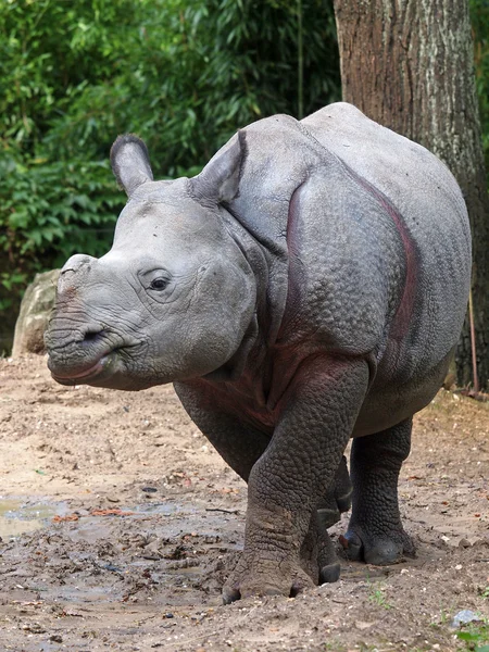 Vit noshörning på zoo — Stockfoto