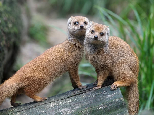 Detail krásné Mongoose — Stock fotografie