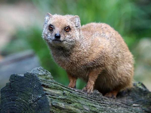 Close-up of a lovely Mongoose — Stock Photo, Image