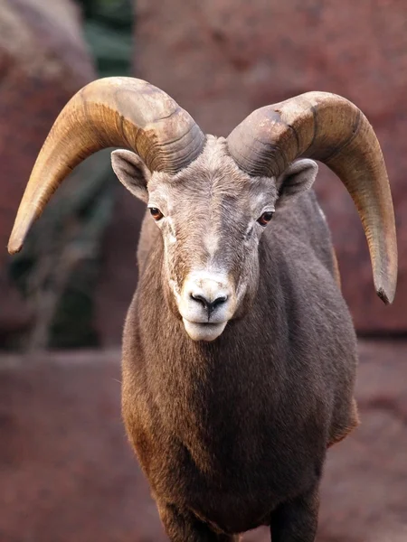 Portrait of a mountain goat — Stock Photo, Image