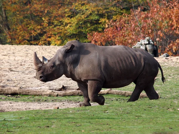 Rhinoceros grazing — Stock Photo, Image