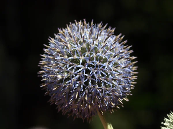 Крупним планом квітка цибулі — стокове фото