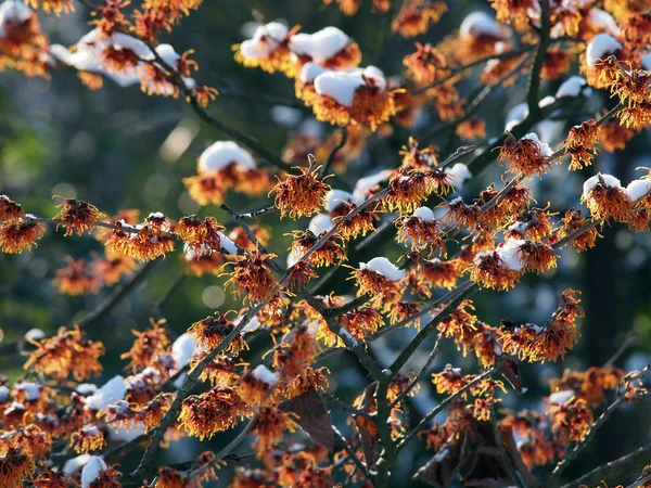 Télen a witch Hazel közelről — Stock Fotó