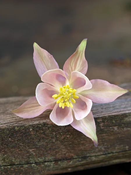 Pembe columbine çiçek — Stok fotoğraf
