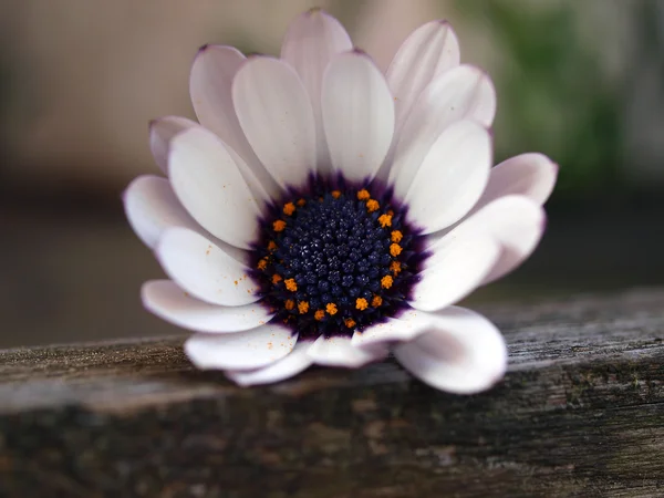 White flower on old wooden bench — Stock Photo, Image