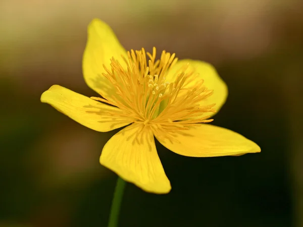 Close up of yellow flower — Stock Photo, Image