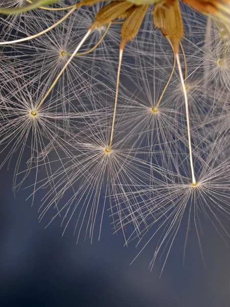 Closeup of dandelion — Stock Photo, Image