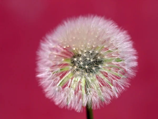 Dreamy dandelion — Stock Photo, Image