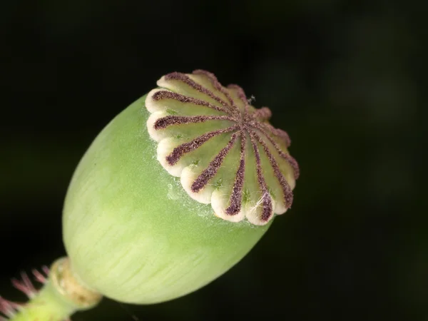 Poppy hoofd op zwart — Stockfoto