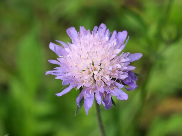 Фіолетова квітка в саду — стокове фото