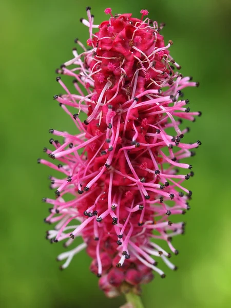 열 대 분홍 꽃 — 스톡 사진