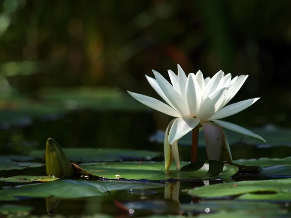 White waterlily — Stock Photo, Image