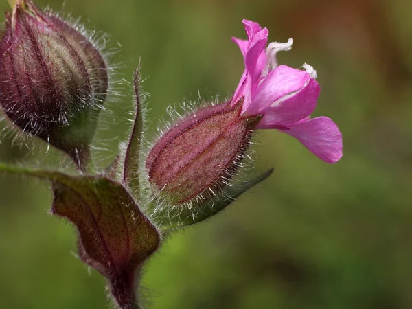 Rosa flor silvestre — Foto de Stock