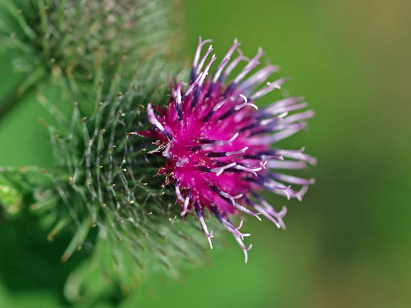 Close up of Thistle flower — Stock Photo, Image