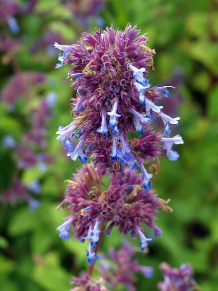 Flor de lavanda púrpura — Foto de Stock