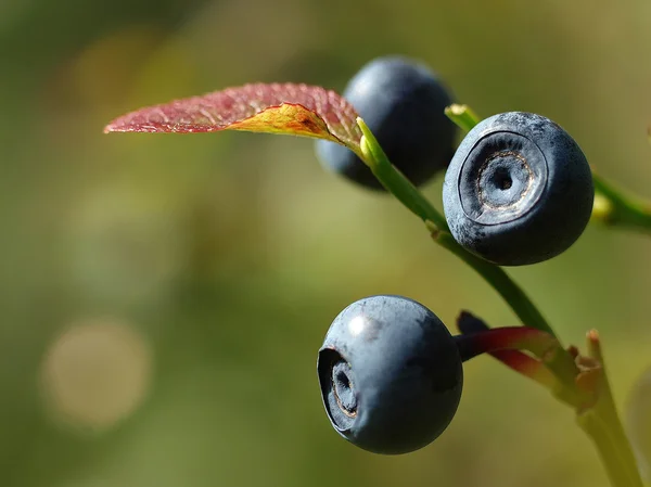 Blueberries growing on a branch — Stock Photo, Image