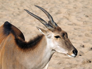 Taurotragus oryx yakın çekim
