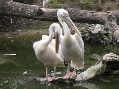Pelikan suyun altında dalı