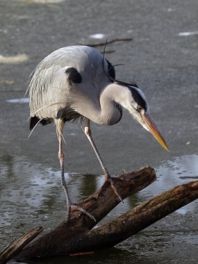 Mavi balıkçıl tahta oturum