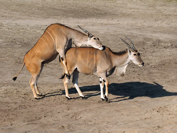 Dwa oryx Taurotragus w dziedzinie — Zdjęcie stockowe