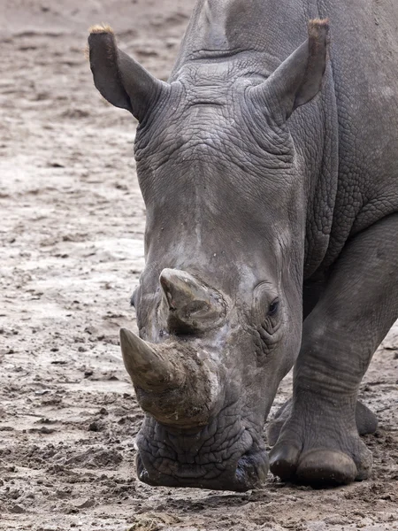 Rhinoceros in nature — Stock Photo, Image