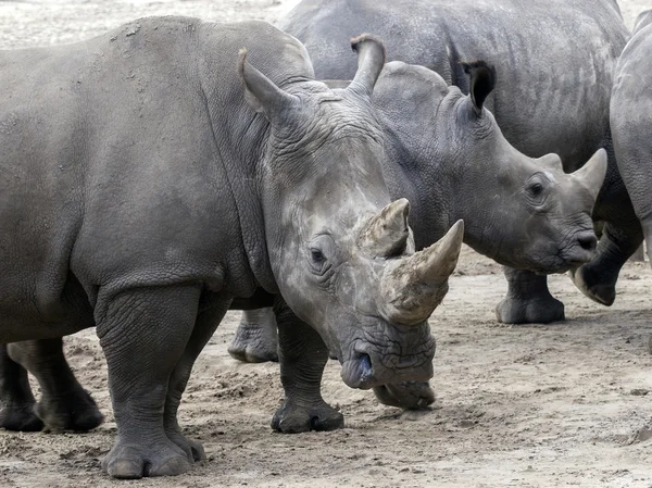 Neushoorn in de natuur — Stockfoto