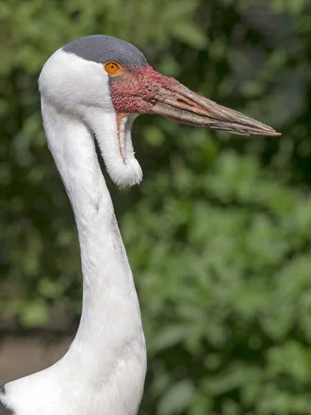Close up of wattled crane — Stock Photo, Image