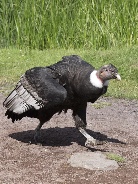 Andenkondor — Stockfoto