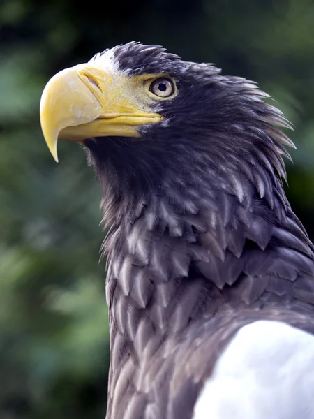 Close up of stellers eagle — Stock Photo, Image