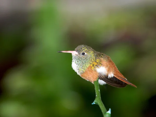 Beija-flor sentado no ramo — Fotografia de Stock