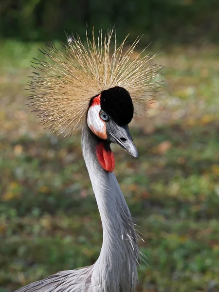 Närbild på crane fågel — Stockfoto