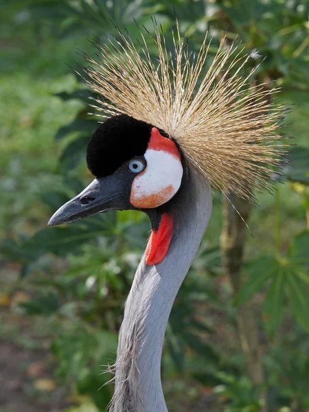 Close up of crane bird — Stock Photo, Image