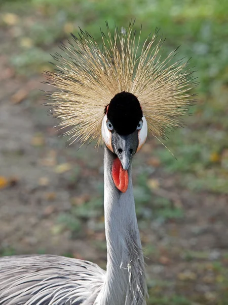 Close up of crane bird — Stock Photo, Image