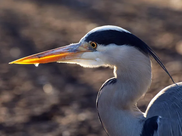 Close up van Blue Heron — Stockfoto