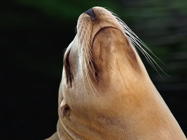 Close up of sea lion — Stock Photo, Image