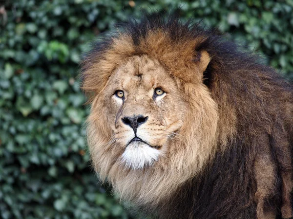 Retrato del león macho en la reserva — Foto de Stock