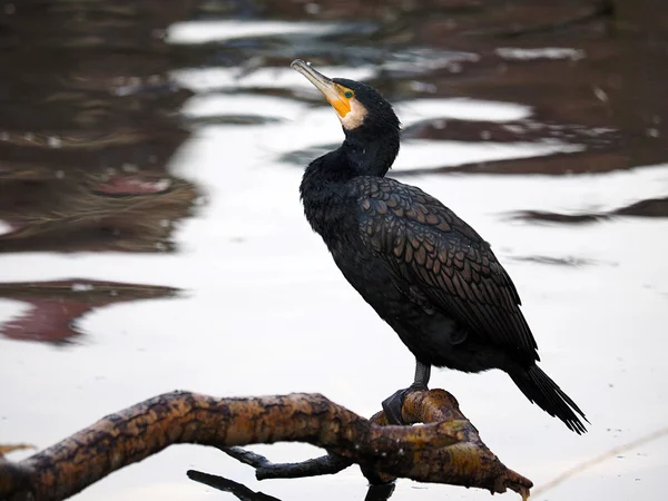 Cormorán negro en rama —  Fotos de Stock