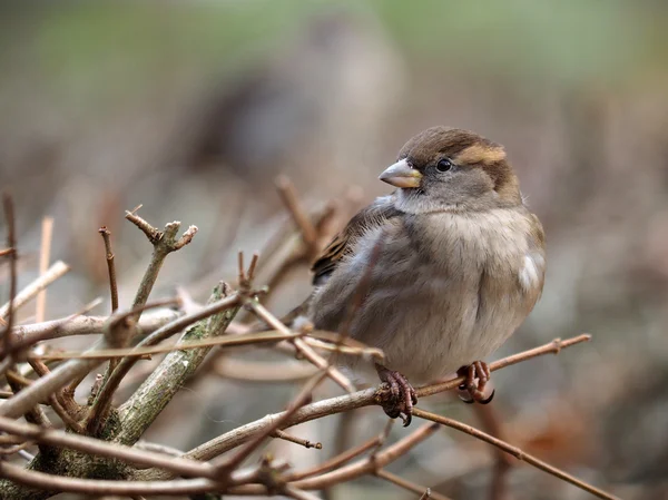 Sparrow sentado no galho da árvore — Fotografia de Stock