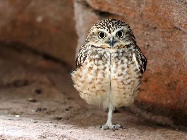 Close up of burrowing owl — Stock Photo, Image