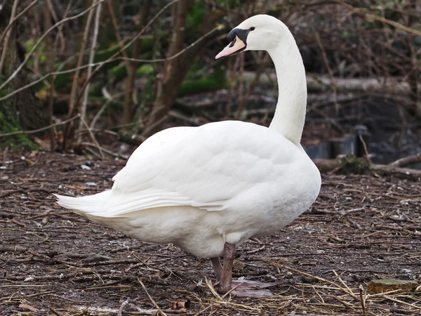 Cisne blanco en el suelo — Foto de Stock