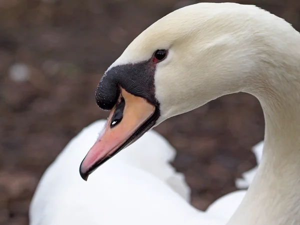 Gros plan de cygne blanc — Photo