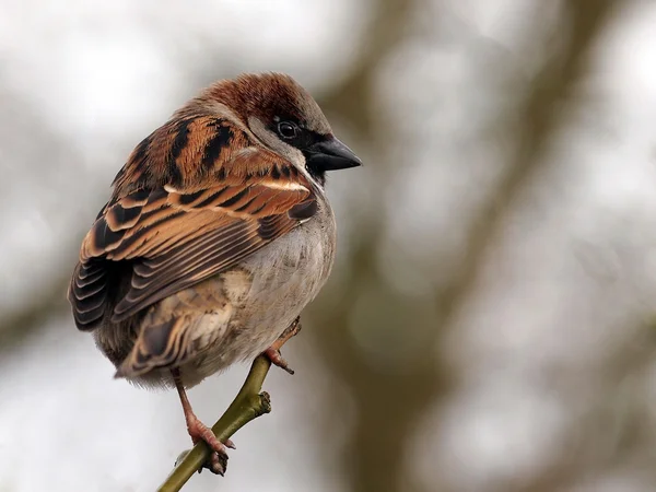 Sparrow na větvi — Stock fotografie
