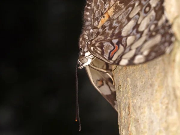 Primer plano de la mariposa —  Fotos de Stock